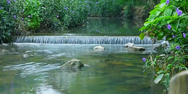从“黑臭水体”到“长制久清”    花都西群河实现蝶变