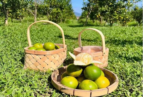 强化两地消费协作  花都助推德庆农产品“入花进湾”