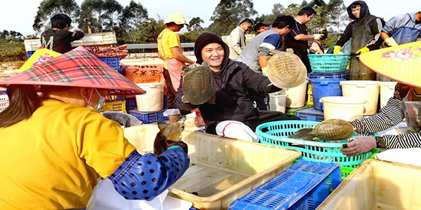 花都赤坭镇：人欢鱼跃好“丰景”