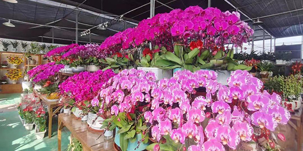 花都2025迎春花市明天启市   活动在花卉之都园区举办，为期4天