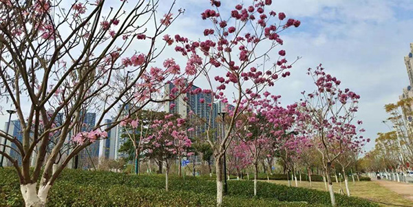 轻轨公园惊艳亮相    花都首座绿美生态共享公园开园