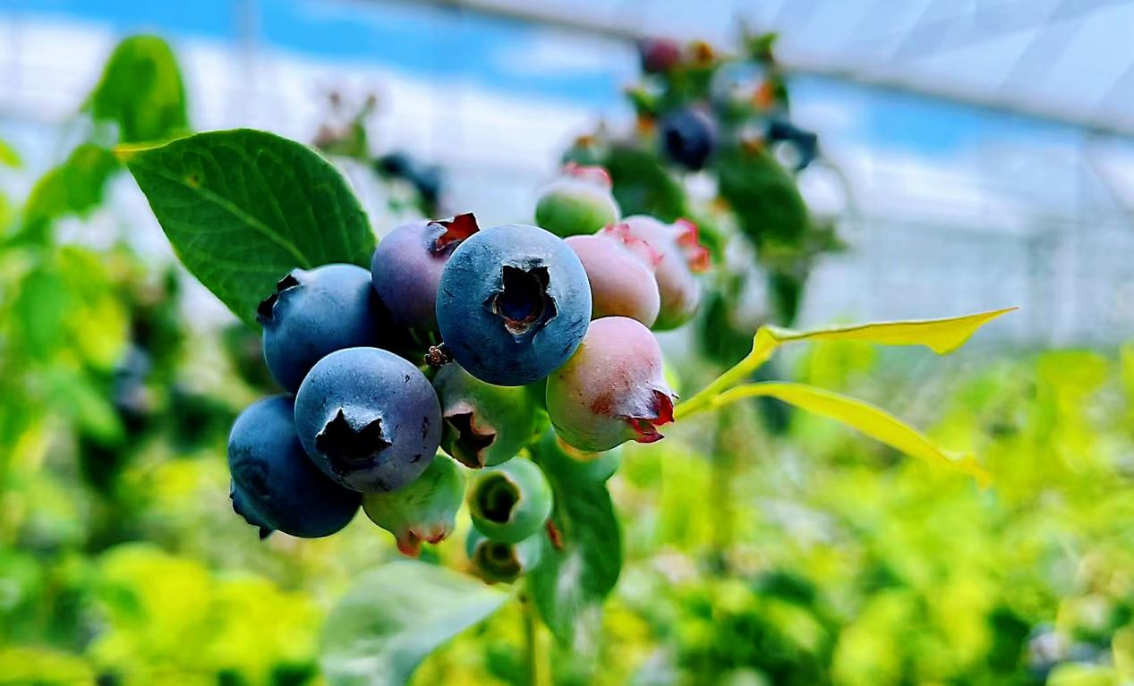 花繁果香，绘就花都乡村数智发展新图景