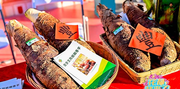 花都“炭步槟榔香芋”成功认定为国家地理标志产品   国字号又添一“成员”