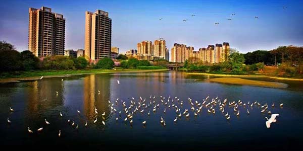 迁飞的候鸟 花都欢迎你