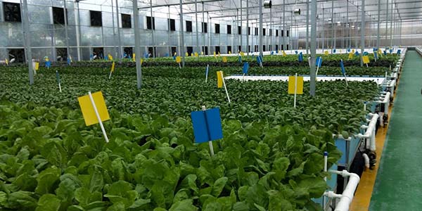 花都区特色农产品闪耀“第33届广州博览会”    双向赋能促循环 新质发明创未来