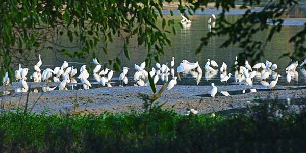 新地标！花都白鹭公园正式开放