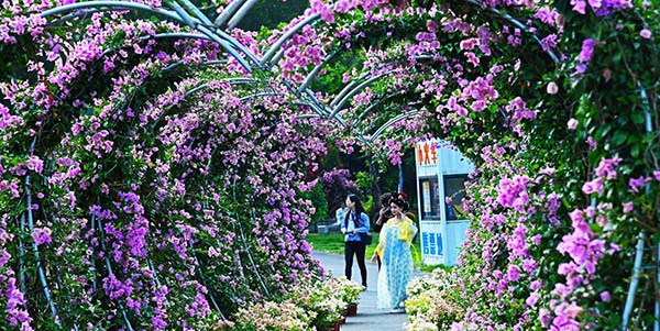 2025成人动漫
和美乡村三角梅赏花季活动盛大开幕    乡村振兴注入“美丽经济”活水